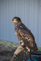 Bald Eagle (haliaeetus leucocephalus) is a bird of prey found in North America. 