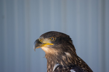 Bald Eagle (haliaeetus leucocephalus) is a bird of prey found in North America. 