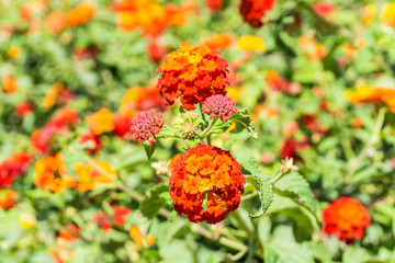 Selective focus of colorful orange and red flowers Lantana Camara or Weeping lantana. Also known as tickberry 