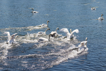 swans taking flight