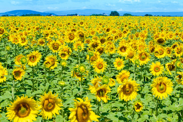 Fototapeta premium Campi di girasoli in Provenza, Sud della Francia