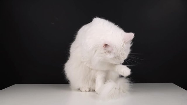 white cat washes