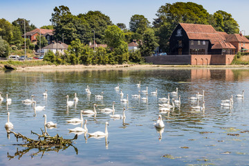 swans in fareham