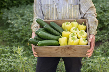 Farmer holding box with fresh organic vegetables