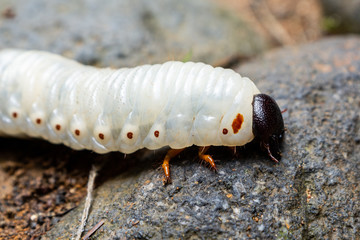 insect