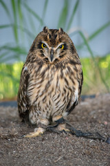 Short-eared owl (asio flammeus) is a species of typical owl (family Strigidae). 