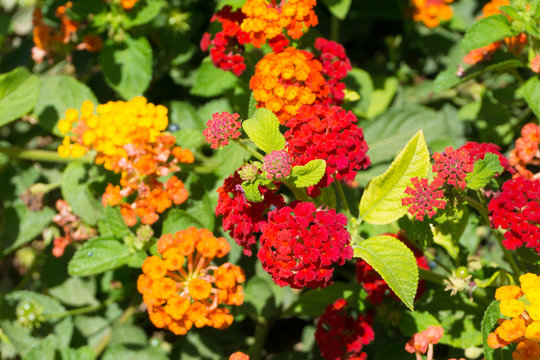 Colorful orange and red flowers Lantana Camara or Weeping lantana. Also known as tickberry 