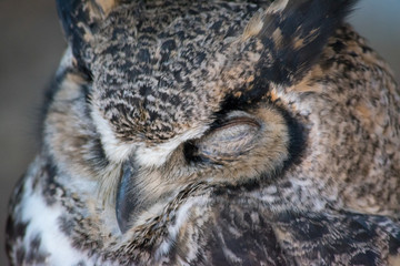 Sleeping Great Horned Owl (Bubo virginianus), also known as the tiger owl is a large owl native to the Americas.