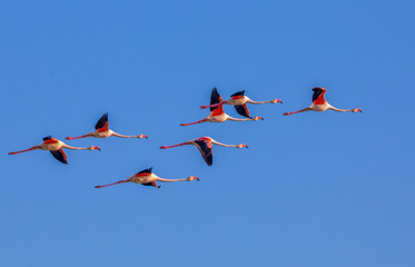 Fliegende Flamingos am blauen Himmel