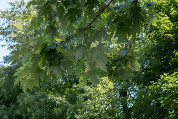 maple