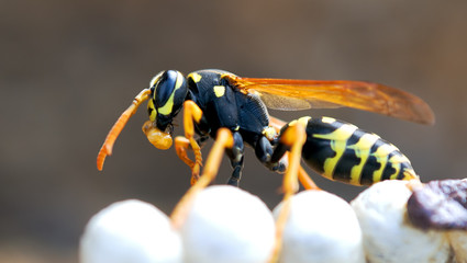 wasp in the nest takes care of the offspring protects and feeds the larvae