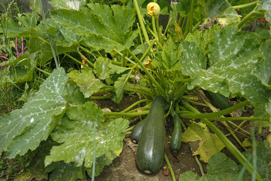 organic zucchini plant with flowers and ripe vegatable