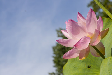 Lotus flower on a sunny day