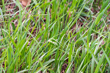 Grass