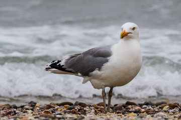 Fototapeta na wymiar Herring Gull out at Great Point, Nantucket Island