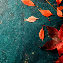 Autumn background with colored red leaves on blue slate background. Top view, copy space