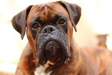 Goofy Funny Boxer Dog Portrait Face 