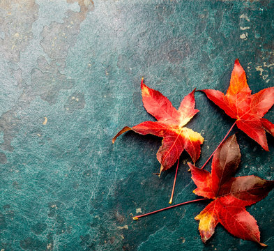 Autumn background with colored red leaves on blue slate background. Top view, copy space