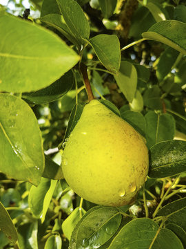 Ripe pears on a tree. Pear tree with green leaves and fruits.