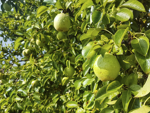 Ripe pears on a tree. Pear tree with green leaves and fruits.