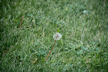 Dandelion Grass
