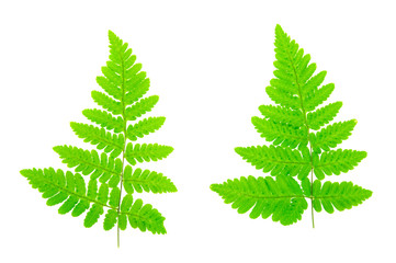 Common oak fern (Gymnocarpium dryopteris) leaves isolated on white background.