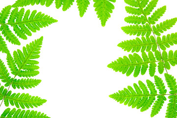 Common oak fern (Gymnocarpium dryopteris) leaves isolated on white background.