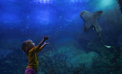Little girl and a carpet shark at aquarium