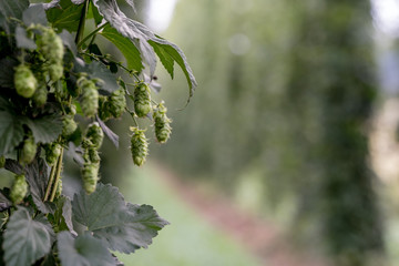 Hopfen in der Hallertau