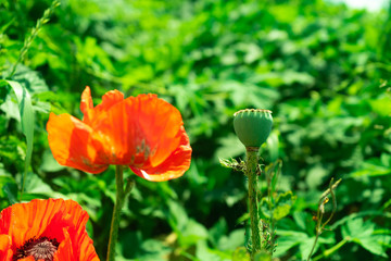 Flowering poppy. Beautiful red flower.