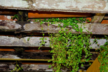 branch of plant ramando in tento of a small house