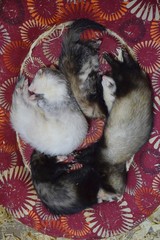 ferrets sweetly sleep in a round soft crib