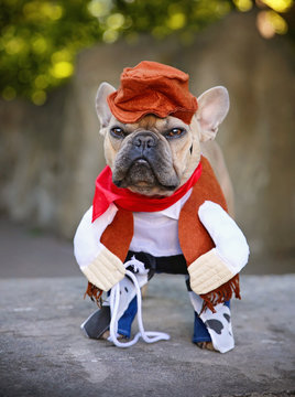 10,922 BEST Pug And French Bulldog IMAGES, STOCK PHOTOS & VECTORS ...