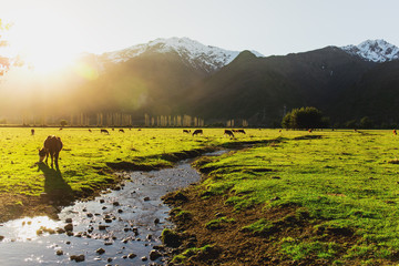 Argentine Chilean Patagonian landscape with freely grazing cows near a river. Group of cows in sunset. © lblinova