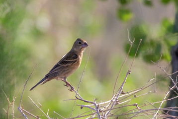 Blue grosbeak female in cottonwood forest along Rio Grande river in northcentral New Mexico