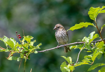 Cassin's finch female perched on small branch near capulin spring, sandia mountains, new mexico
