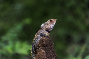 lizard