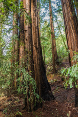 Muir Woods National Monument: Valley Floor