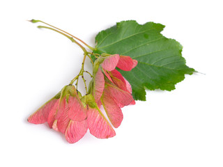 Acer tataricum, Tatar maple or Tatarian maple. Isolated on white.