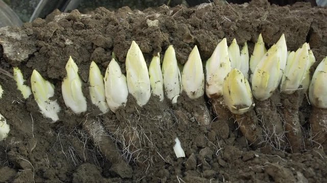 In soil cultivated endives ready for harvest 
