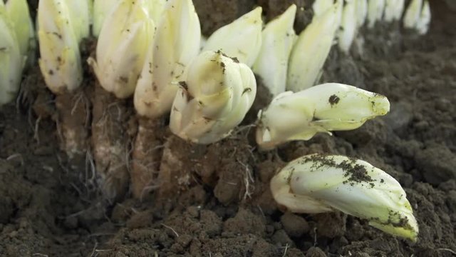In soil cultivated endives ready for harvest travel shot