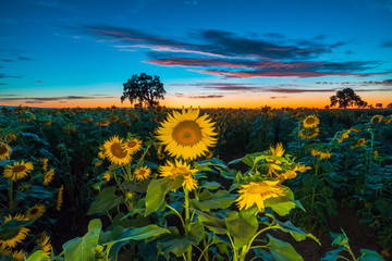 Sunflower Field at Sunset