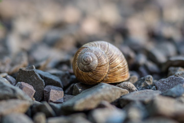 Snail shell on stony ground. Colorful shells of molluscs.