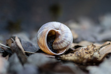 Snail shell on stony ground. Colorful shells of molluscs.