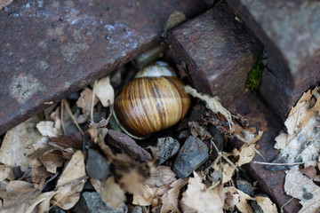 Snail shell on stony ground. Colorful shells of molluscs.