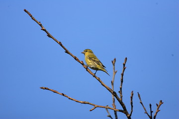 Eurasian siskin (Carduelis spinus) in Japan