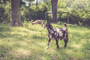 Spotted Boer Goat kids with Lop Ears in the field