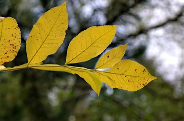 Obraz premium Autumn natural background with colorful leaves.