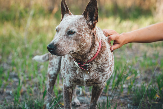 Red Heeler Images Browse 212 Stock Photos Vectors And Video Adobe Stock Red Heeler Images Browse 212 Stock Photos Vectors And Video Adobe Stock