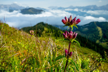 Bloom of Pannonian Gentian Overlooking the Alpine Valley with Inverse Cloud